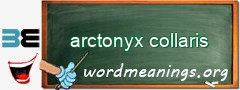 WordMeaning blackboard for arctonyx collaris